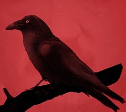 Raven
