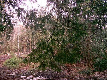 Sherwood Forest